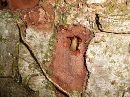 Schnecke im Holz
